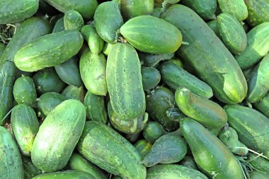 Salatalık. Salatalık hasat. Birçok yeşil salatalık. Salatalık arka plan