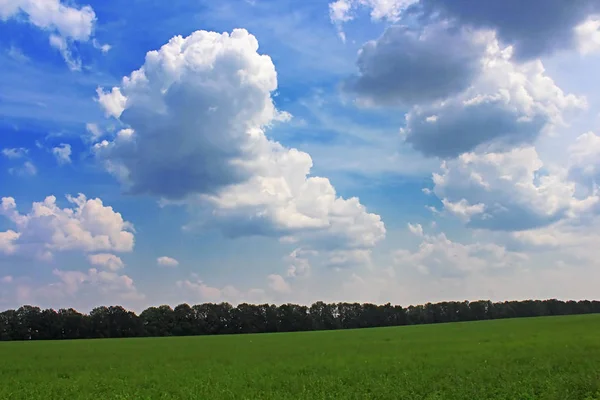 View of green lucerne field under blue sky — Stock Photo, Image