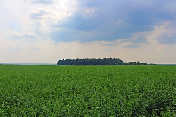 mavi gökyüzünün altında yeşil lucerne alanının görünümü