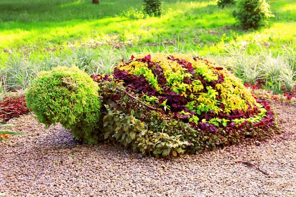 Kaplumbağa bahçedeki çalı şeklinde. Süs park Bahçe Tasarım — Stok fotoğraf