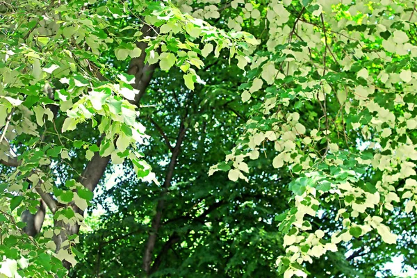Follaje de tilo (hojas blancas - vista posterior del follaje de tilo) en el parque —  Fotos de Stock
