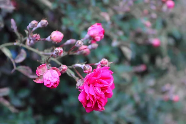 Rosas rosadas en el jardín. Filtro aplicado —  Fotos de Stock