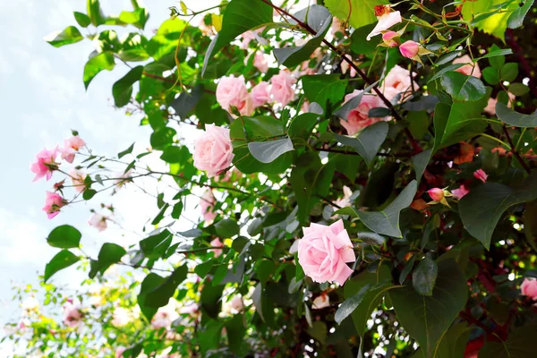 Ніжні рожеві троянди на кущі — стокове фото