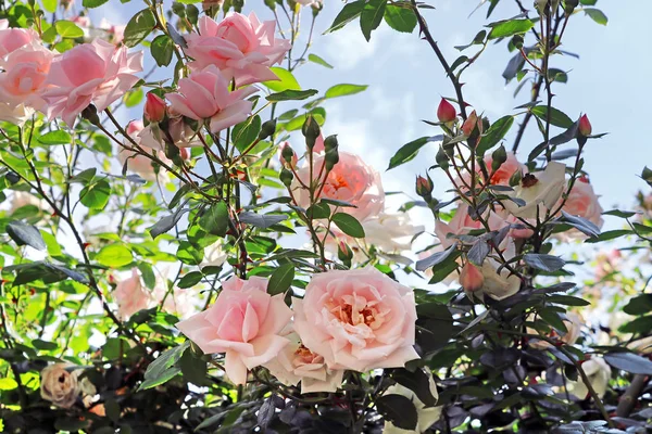 Delicadas rosas rosadas en el arbusto —  Fotos de Stock