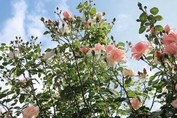 Delicadas rosas rosadas en el arbusto —  Fotos de Stock
