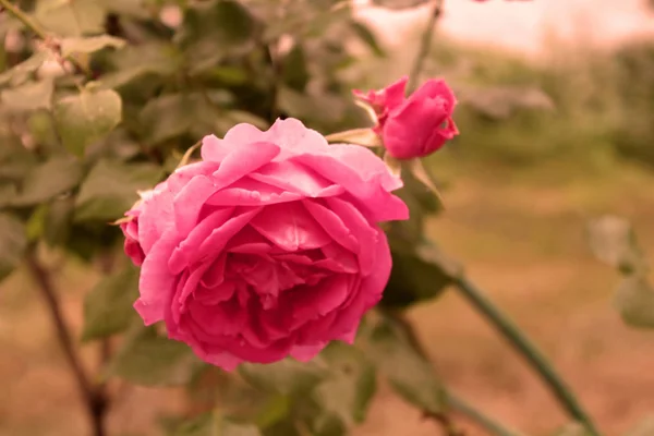 粉红色的玫瑰在阳光下。复古风格 — 图库照片