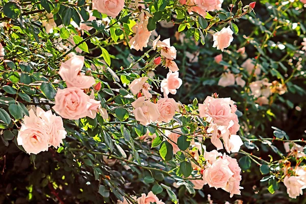 Delicadas rosas rosadas en el arbusto —  Fotos de Stock