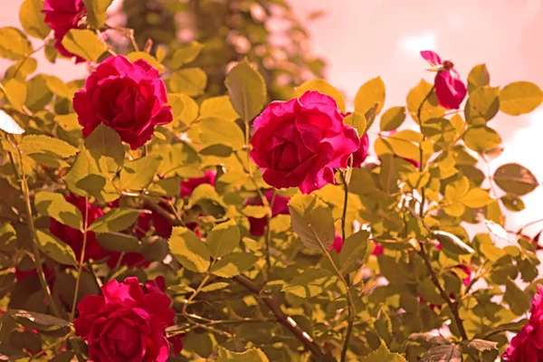 Rosas rojas en el arbusto sobre el cielo azul, Filtro aplicado —  Fotos de Stock