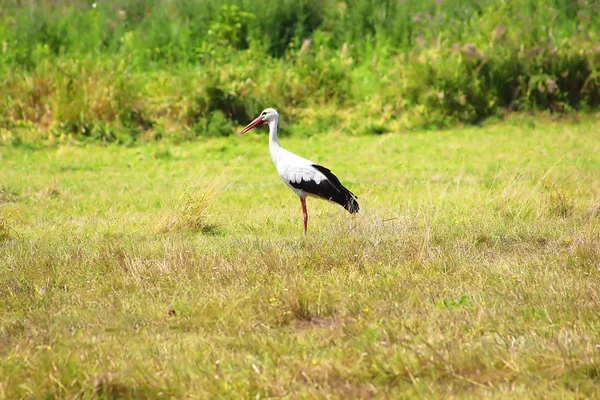 La cigüeña camina sobre la hierba en el área rural — Foto de Stock