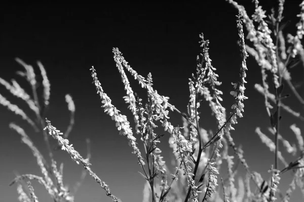 Flores en el campo de verano. Filtro blanco y negro —  Fotos de Stock