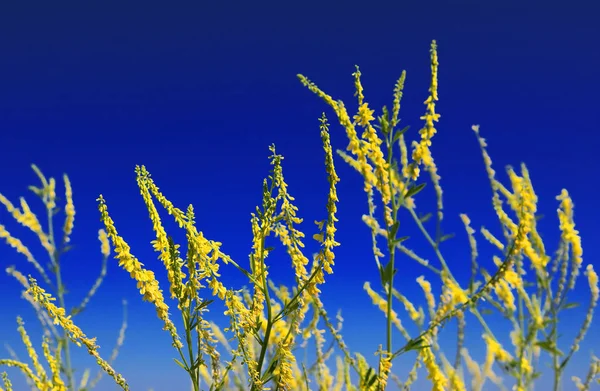Gele bloemen in de zomer veld over blauwe hemelachtergrond — Stockfoto
