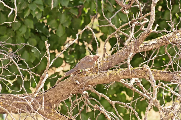 Les pigeons sont assis sur l'arbre sec — Photo