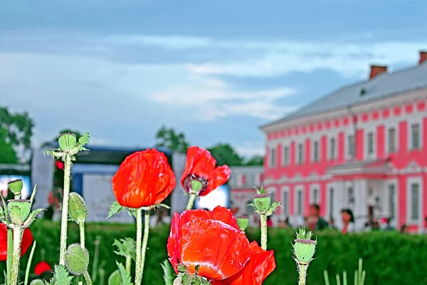 Poppies and Potocki Palace as background — Stock Photo, Image