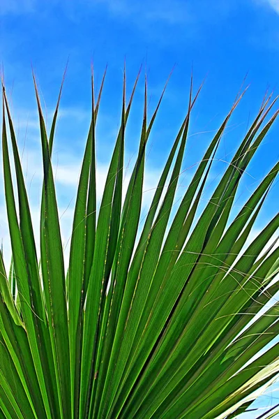 Feuille d'un palmier contre le ciel bleu clair — Photo