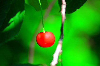 Vişne ve kiraz ağaçları