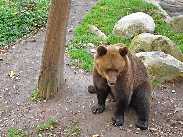 Καφέ αρκούδα στο πάρκο Σκάνσεν, Στοκχόλμη, Σουηδία — Φωτογραφία Αρχείου