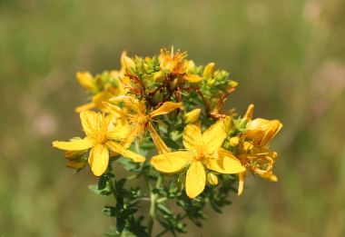 St John's wort veya ortak Saint John's wort, Hypericum perforatum