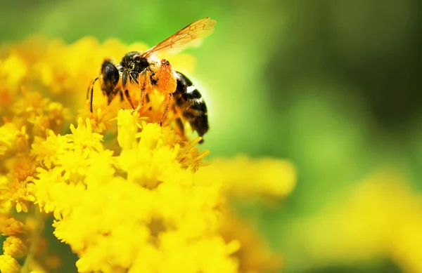 La abeja sobre la flor amarilla en verano —  Fotos de Stock