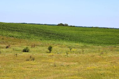 Çayırlar ve yaz aylarında alanları
