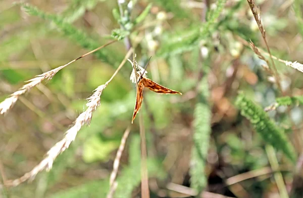 Borboleta senta-se no talo de trigo — Fotografia de Stock