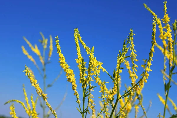 Žluté květy v poli Letní modrá obloha pozadí — Stock fotografie