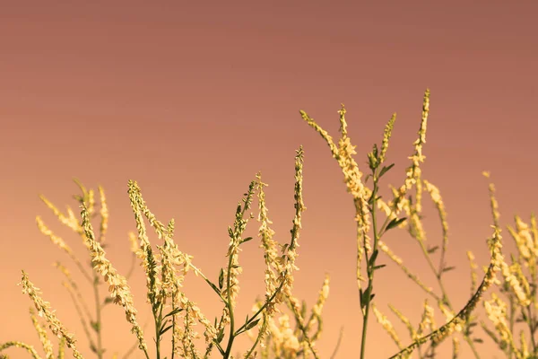 赤い夕日に上黄色の花 — ストック写真