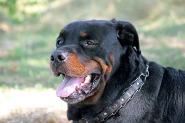Güzel eski köpek Rottweiler 