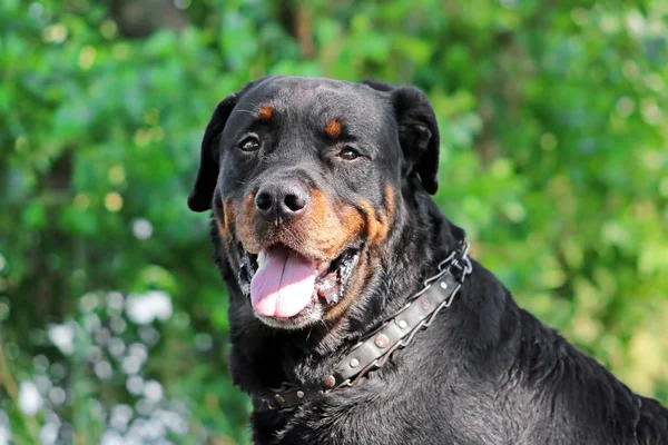 Cão velho bonito Rottweiler — Fotografia de Stock