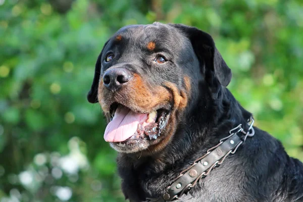 Cão velho bonito Rottweiler — Fotografia de Stock