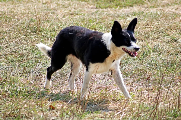 Köpek çim üzerinde duruyor
