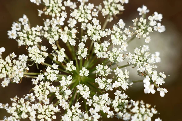 Virágzata Pimpinella saxifraga, vagy Burnet-saxifrage, solidstem Burnet saxifrage, kisebb Burnet vagy saláta Burnet. Vadvirág közelről — Stock Fotó