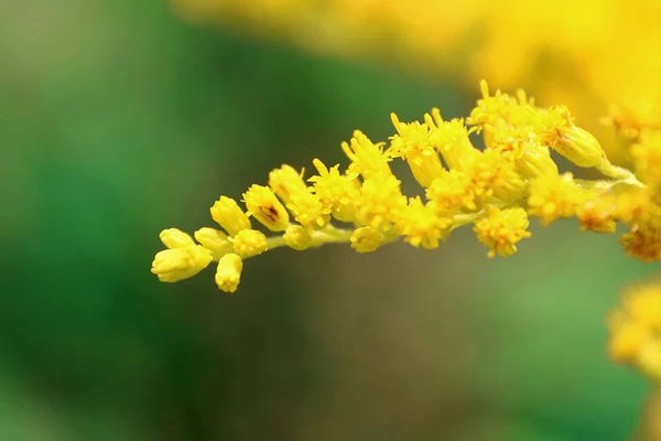 Gele bloem in het zomer gebied over groene achtergrond (macro v — Stockfoto