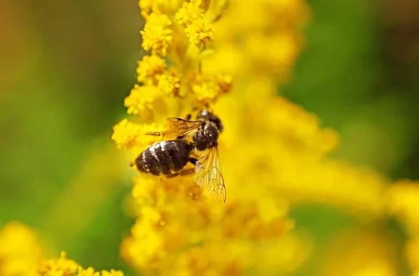 Μέλισσα στο κίτρινο λουλούδι το καλοκαίρι — Φωτογραφία Αρχείου