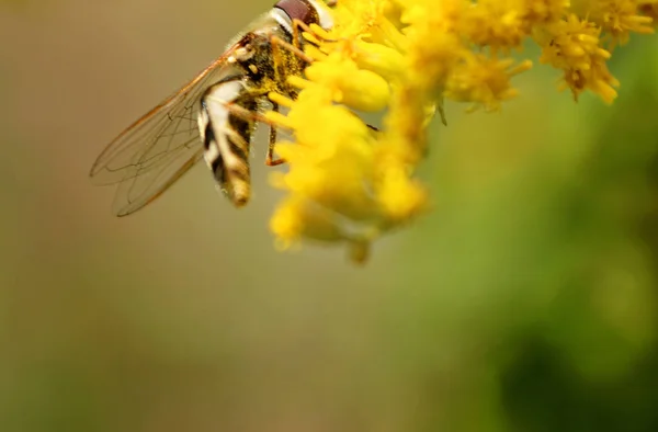 Vista parcial de la abeja en la flor amarilla en el verano —  Fotos de Stock