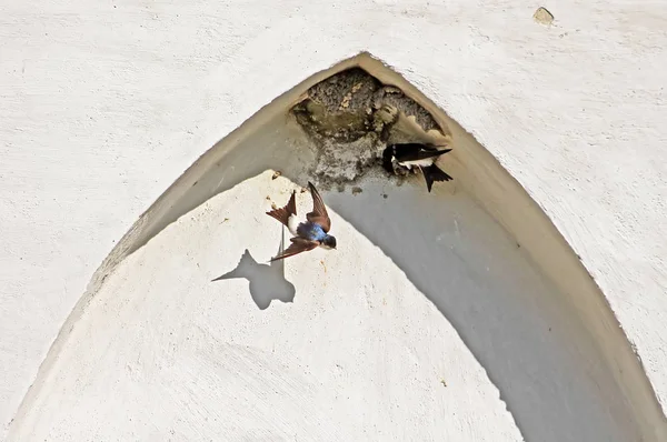 Nido de golondrinas en el arco del edificio — Foto de Stock