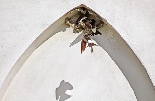 Gniazdo jaskółek w łuku budynku — Zdjęcie stockowe