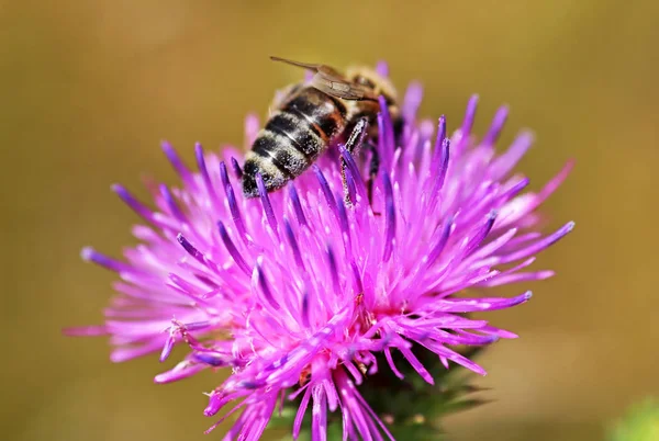 Bee on the purple flower — Stock Photo, Image