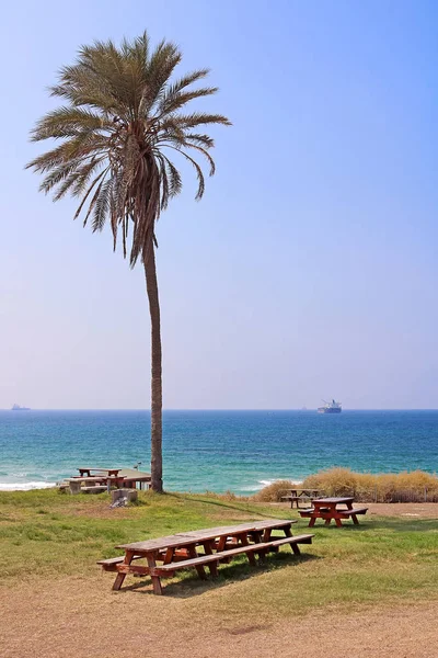 Palm och Medelhavet i Ashkelon National Park, Israel — Stockfoto