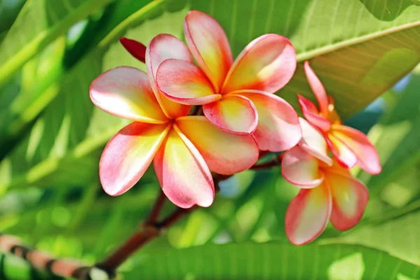 Çöl gülü, Frangipani, Plumeria, tapınak ağaç, mezarlık ağacı portre Sarı Pembe çiçek