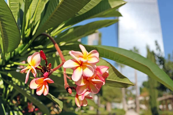 Flor rosa amarilla de primer plano de rosa del desierto, Frangipani, Plumeria, árbol del templo, árbol del cementerio y rascacielos como fondo en Tel Aviv, Israel —  Fotos de Stock