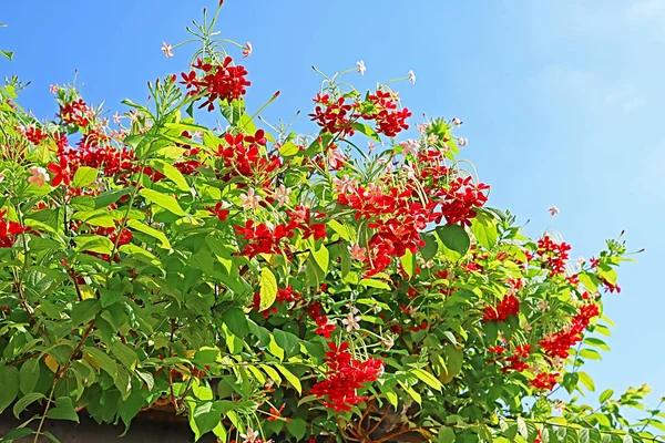 Červené květy na modré obloze v Izraeli — Stock fotografie
