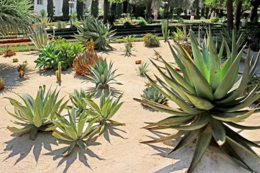 Bahai bahçeleri kaktüsler, yuccas ve Agav'lar alanları yer alıyor.