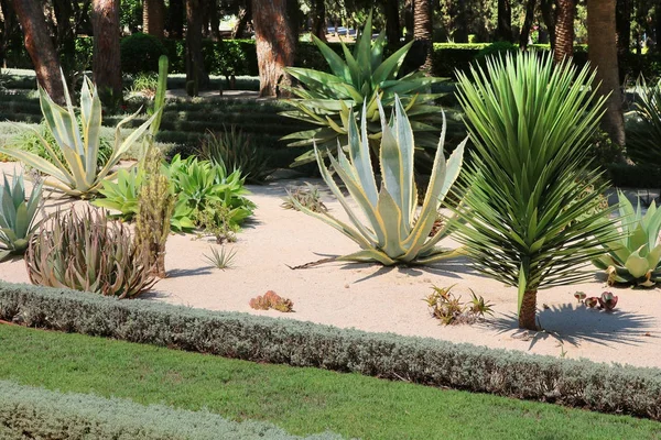 A Bahai kertek közé tartozik a kaktuszok, szobanövényt és agaves — Stock Fotó