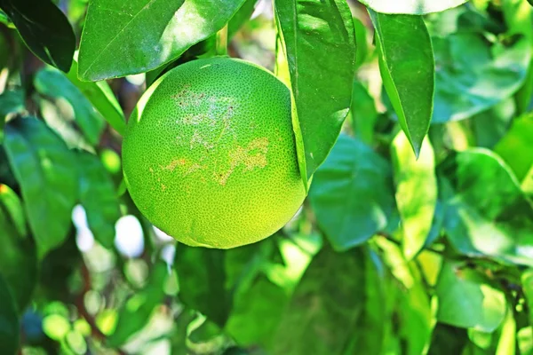 Green orange fruits hanging on tree. Natural background. Citrus. — Stock Photo, Image