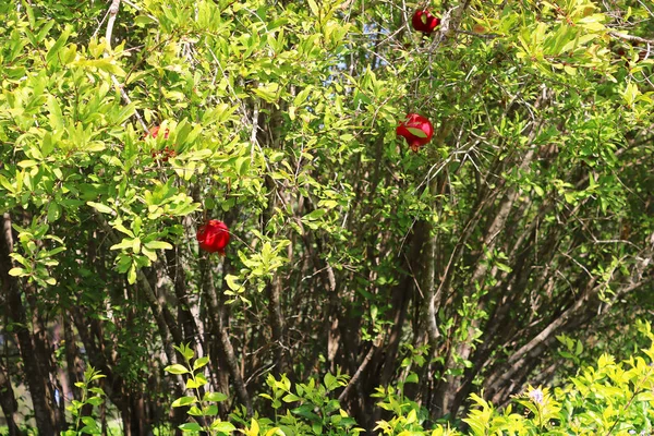 Κόκκινα ρόδια στο δέντρο, Ισραήλ — Φωτογραφία Αρχείου
