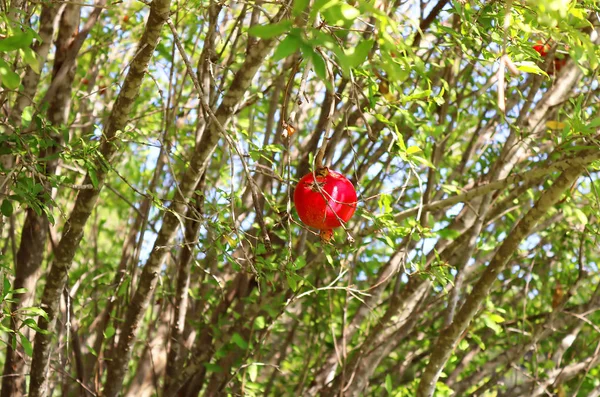 Red pomegranate on the tree, Israel — Stock Photo, Image