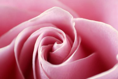 Güzel pembe bir gülün yakın görüntüsü. Pembe gülün makro resmi