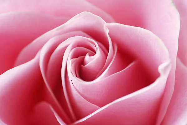 一只漂亮的粉红色玫瑰的近景.粉红玫瑰的宏观形象 — 图库照片