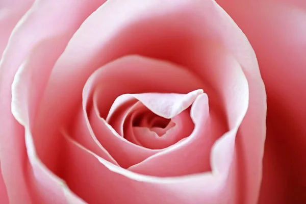 Close up view of a beautiful pink rose. Macro image of pink rose — Stock Photo, Image
