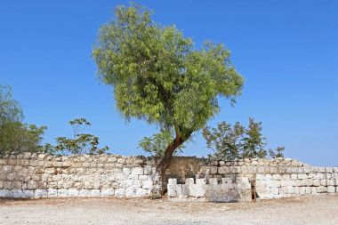 Ağacın yanında çitin arkasına adamlar bahis Jimal (Jamal) Katolik Manastırı, İsrail